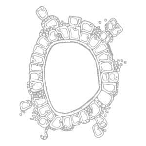 ecoskin