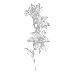 summer snowflake flower